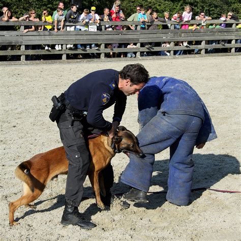 Police Dog In Action Flickr Photo Sharing