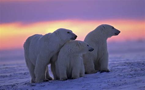 Oso Polar Curiosidades Características Dónde Vive Qué Come Y Fotos