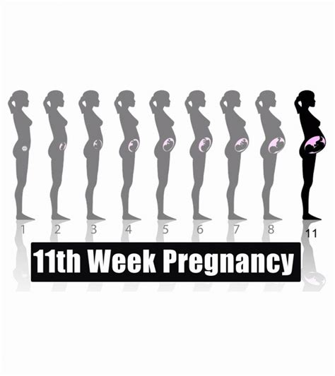 11th Week Pregnancy Symptoms Baby Development And Tips MomJunction