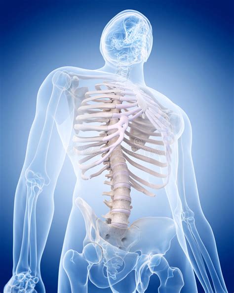 The Human Skeleton The Thorax Stock Illustration Illustration Of