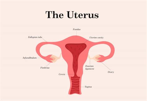 Premium Vector Female Reproductive System Illustration On White