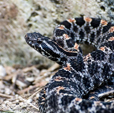 Dusky Pygmy Rattlesnake Lehigh Valley Zoo