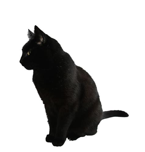Download Black Cat Transparent Background Hq Png Image Freepngimg