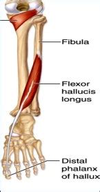 Posterior Compartment of Leg , Muscles - attachment, action and nerve
