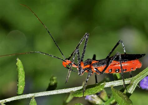 Assassin bugs can strike both indoors and outside. 46 Milkweed Assassin Bug Facts: Brutal Insect Executioners ...