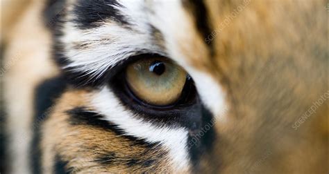 Close Up Of Bengal Tiger Eye And Stripes Stock Image F0153227