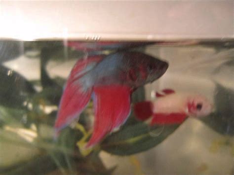 If you already have cats that live together, or are thinking of getting two cats or more, there are some important things to consider about their social however, they can live well together in circumstances when: Female and male betta living together ! - YouTube