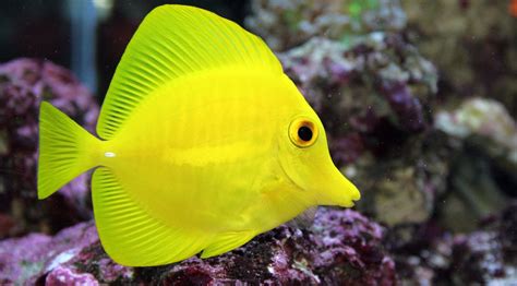 Gambar Ikan Ikan Di Laut