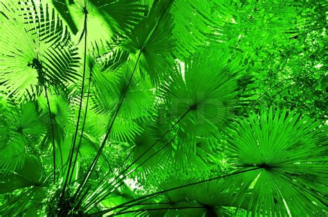 plant leaves in tropical rainforest stock image colourbox