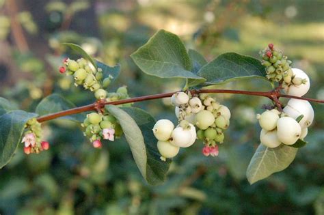 Growing The Common Snowberry In The Home Garden