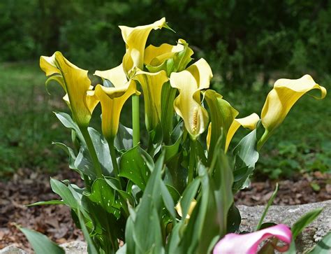 Calla Lily Flower Blossom Free Photo On Pixabay Pixabay