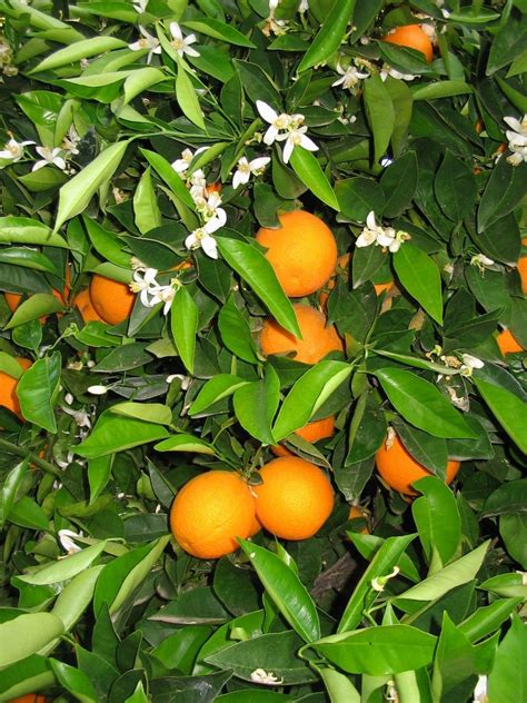 Citrus Sinensis Orange Tree Lemoenboom Sun Trees