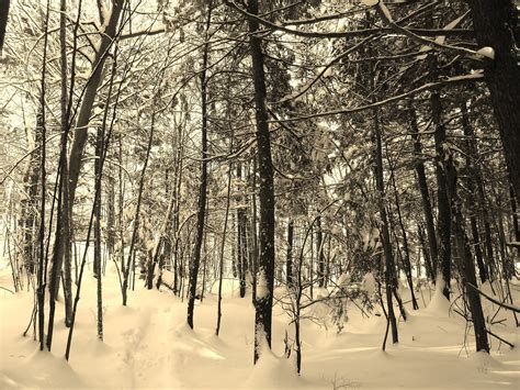 Trees Snow Sepia Which Way Julia Nadon Flickr