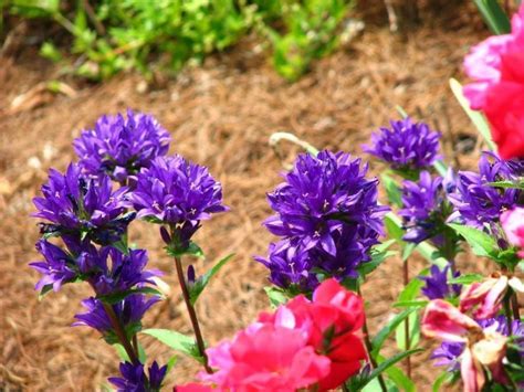 Id Of Purple Cluster Bloom Flower In Our Yard Flowers Forums