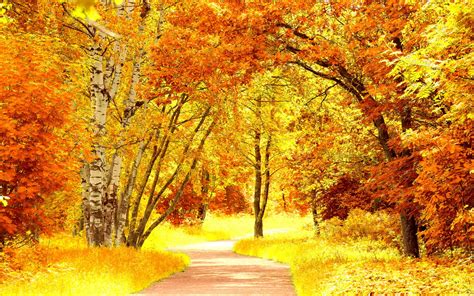 Red Yellow Autumn Scenery 6944714