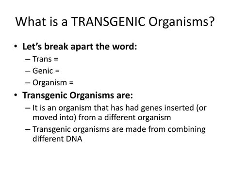 Transgenic is the term used to describe the genetically modified organisms with the use of foreign genes from sexually incompatible organisms. PPT - Transgenic Organisms PowerPoint Presentation - ID:2661807