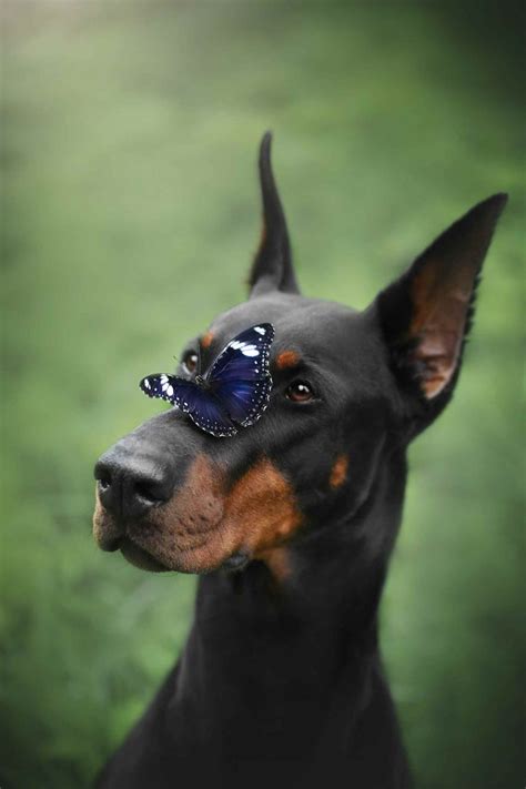 Красивая собака доберман фото и картинки