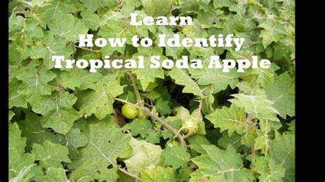 farm bio security for tropical soda apple solanum viarum youtube