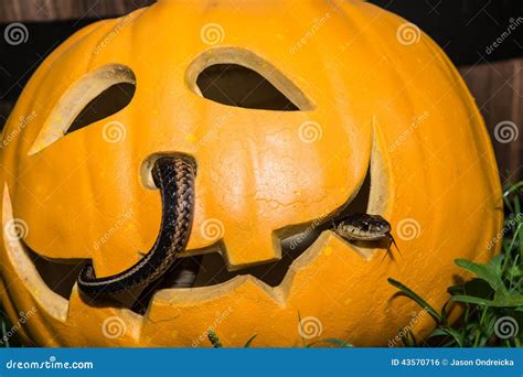 Creepy Halloween Pumpkin Stock Photo Image Of Gross 43570716