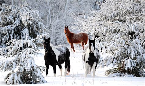 Horses Roam Through Snow Covered Trees In Their Pasture Near The Lower