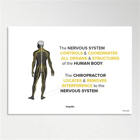 The Nervous System And Chiropractic Poster By Kirografiks