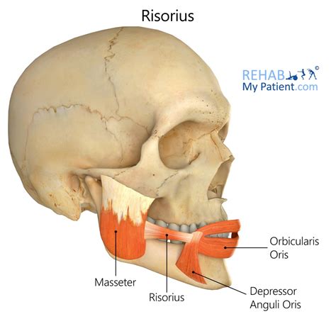 Risorius Rehab My Patient
