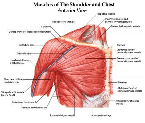 Look in the mirror, is your shoulder blade lower on the side that hurts? Shoulder muscles and chest - human anatomy diagram - Am ...