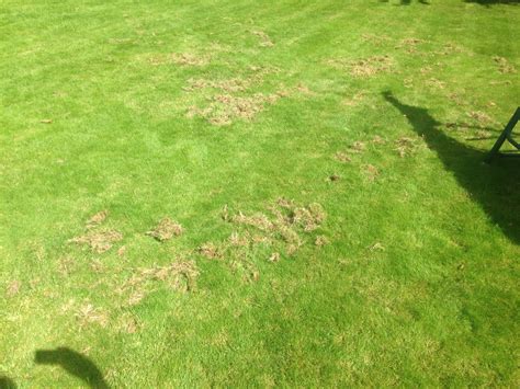 My Lawn Is Destroyed By What — Bbc Gardeners World Magazine