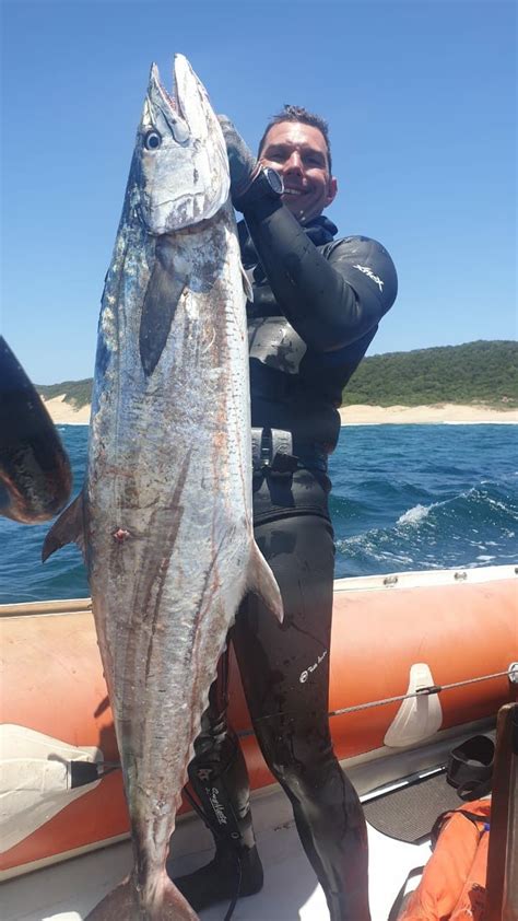 The animals are fished commercially and are also known as sport fish. 27kg king mackerel leven point 02022020 in 2020 ...