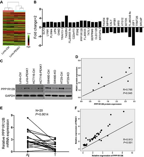 Peak1 Positively Regulates Ppp1r12b Expression In Human Crc A