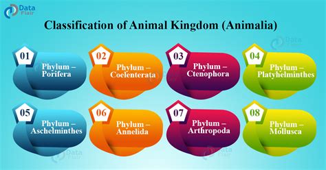 Classification Of Animal Kingdom Dataflair