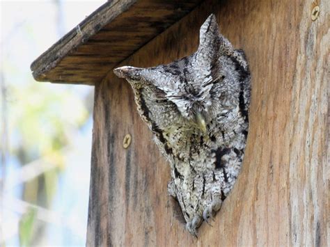 Inviting Owls To Gardens - How To Attract Owls To The Garden