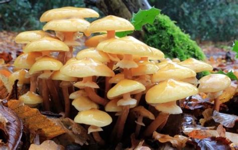 Humongous Fungus The Largest Living Thing On Earth Owlcation