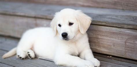 Excellent therapy and show puppies. English Cream Golden Retriever Puppies | English golden ...