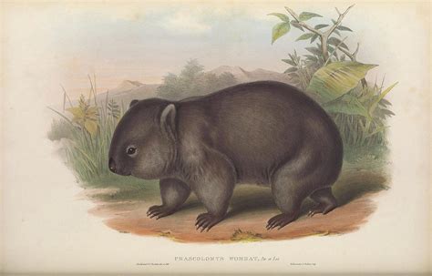 Common Wombat Phascolomys Wombat Drawing By John Gould Pixels