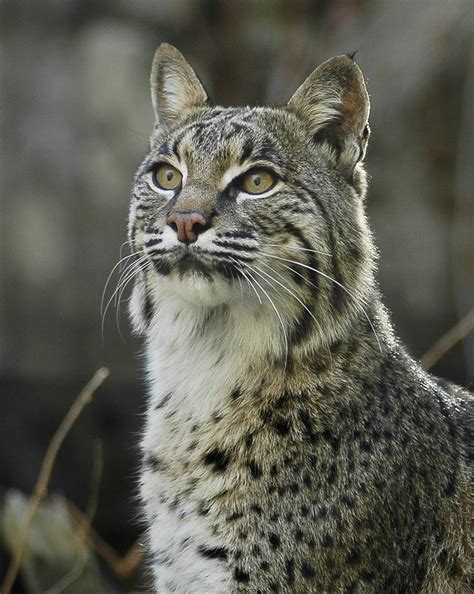 Animal Picture: Bobcat - Lynx