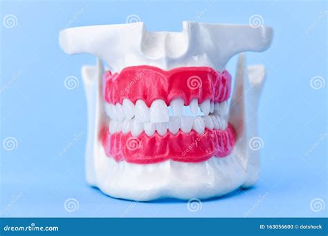 Human Jaw With Teeth And Gums Anatomy Model Stock Photo Image Of