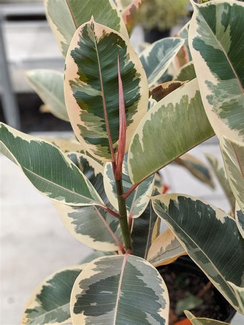 How To Care For Your Stunning Variegated Rubber Plant