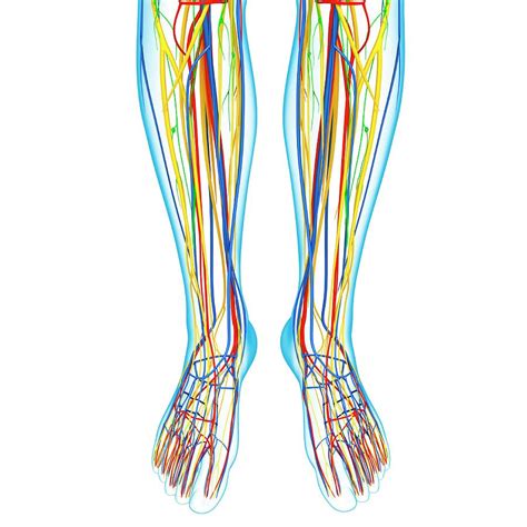 Lower Leg Anatomy Photograph By Pixologicstudioscience Photo Library