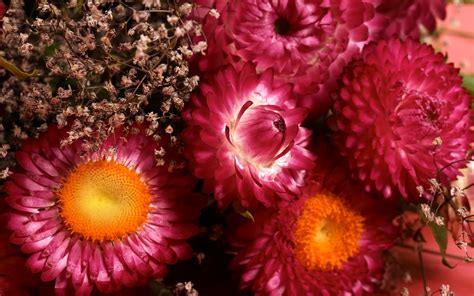 Wake up and smell the roses, or tulips, or daisies, well, you get the picture. Top hd flowers wallpapers | HDIMAGESPLUS
