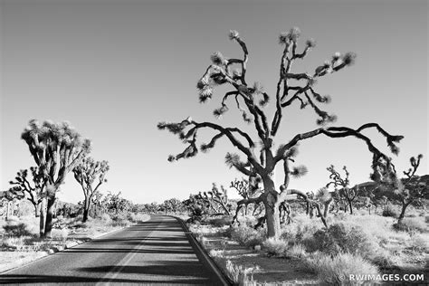 Framed Photo Print Of Road Through Joshua Tree National Park California