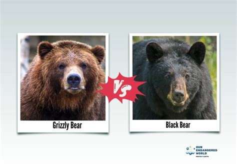 Grizzly Bear Vs Black Bear Whats The Difference