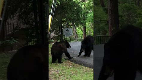 Bear Wrestling In The Front Yard Youtube