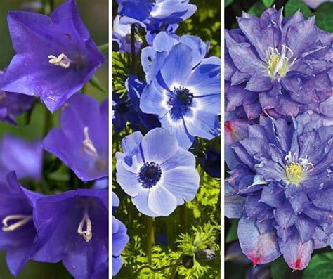 12 Most Beautiful Blue Flowers In The World