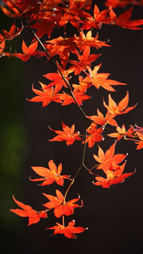 Download Wallpaper 1350x2400 Japanese Maple Branch Leaves Red Macro