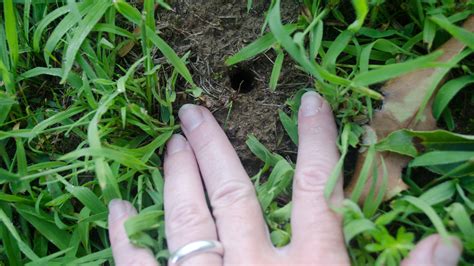 What The Holes In Your Yard Really Mean