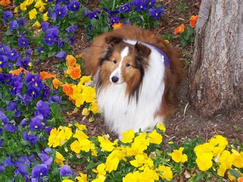 Spring Flowers Bing Images Seasons Spring Pinterest