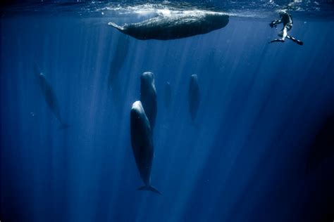 Sleeping Whales A Photographer Shows What Whales Look Like When They