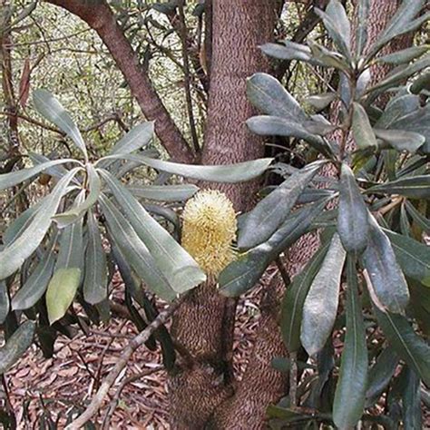 Growing And Care Tips For Coast Banksia Banksia Integrifolia