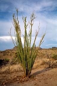 A biome is a large ecosystem where plants, animals, insects, and people live in a certain type of climate. Producers - Welcome to the Desert Biome